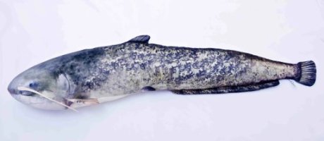 GP-175167 The Catfish Large 115cm