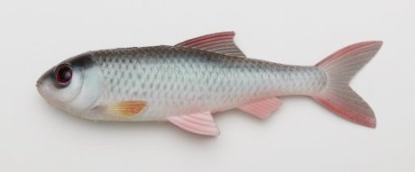 5740042500117 PULZBAIT Roach Kit 20cm - Natural Roach