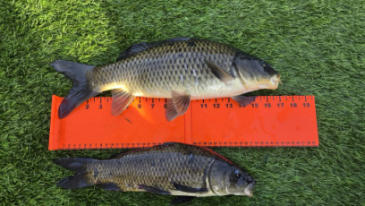 AASVIS3 Poisson-appât CARPE  700-1 200 g