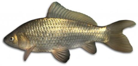 AASVIS3 Pech Carassin  18-28cm     1psc