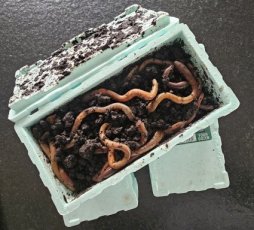 DAU Dauwpieren 48psc in een THERMO BOX