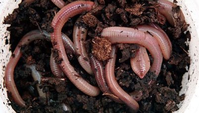 DAU48 Dauwpieren 48psc