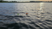 ME20 MEERVAL.SHOP  Stealth static float 2 psc